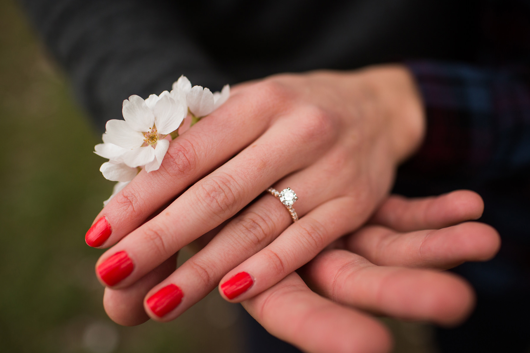 University Of Washington Cherry Blossom Photos